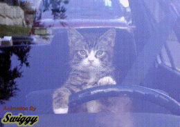 Oh ! Qu'il est mignon le chat !